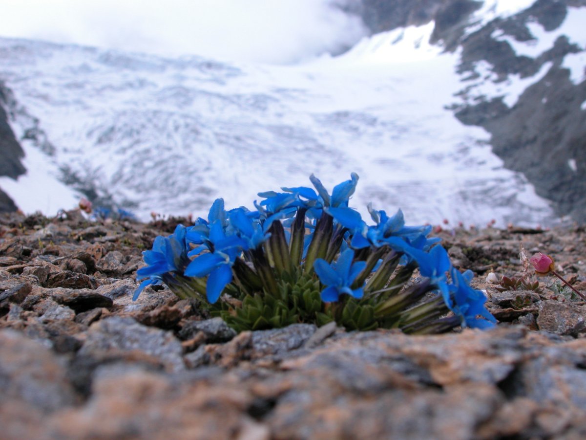 Wallis 2005 032.jpg